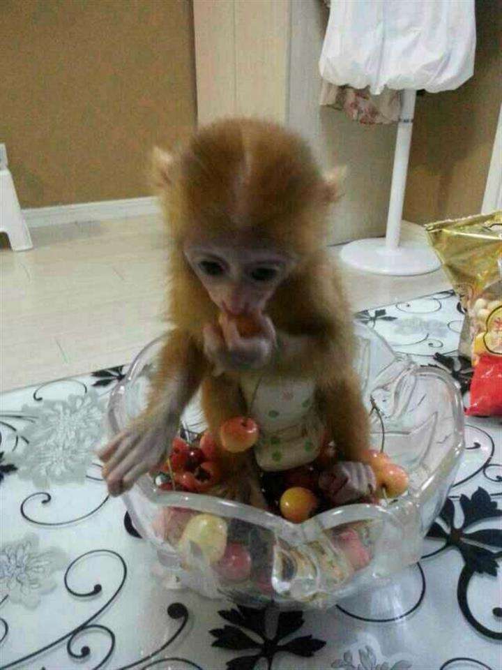 买个缅因州驾照多少钱